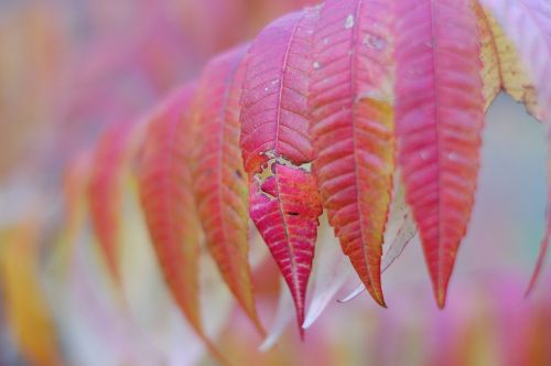 autumn foliage colors