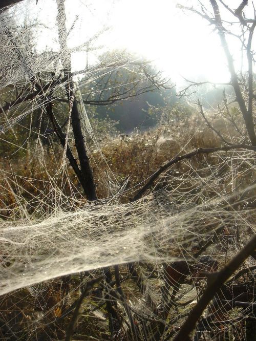 autumn web branch