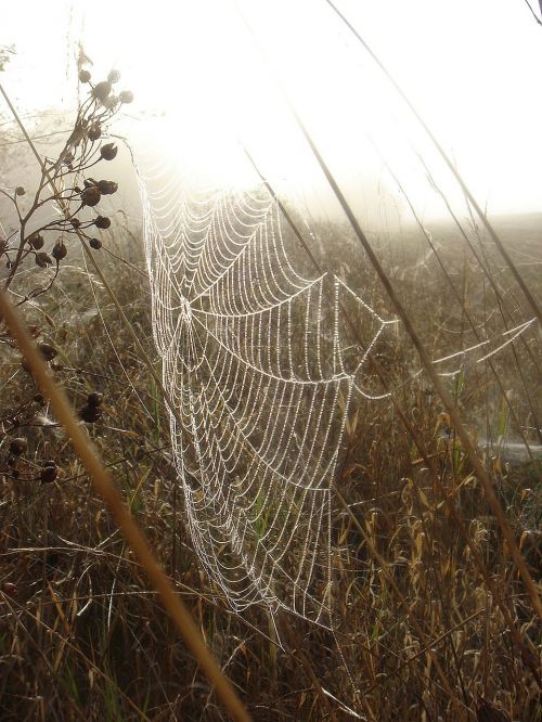 autumn web branch