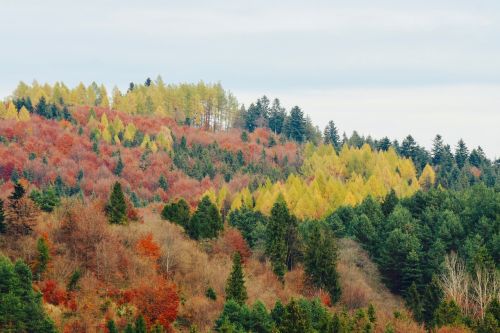 autumn forrest woods