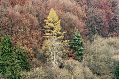 autumn forrest woods