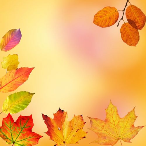 autumn leaves colorful