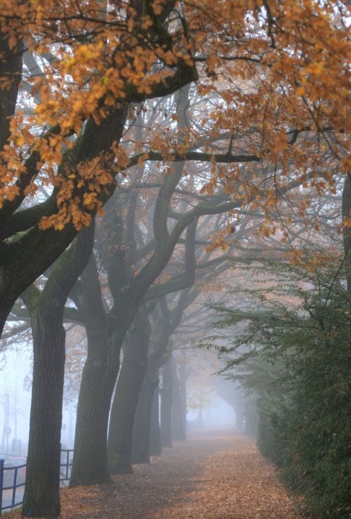 autumn avenue baumallee