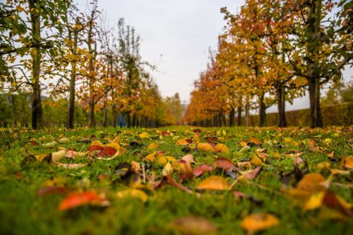 autumn leaves fall foliage