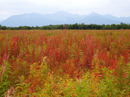 autumn forest fireweed