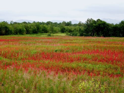 autumn forest fireweed