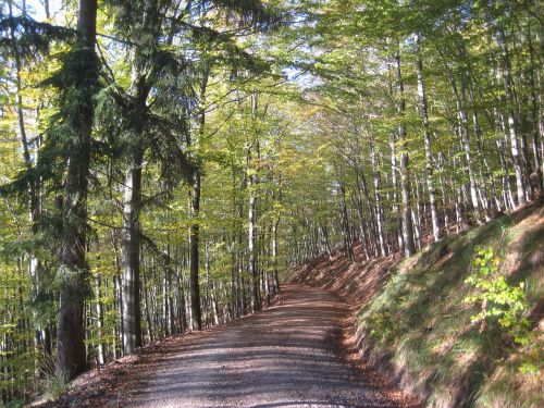 autumn forest forest path