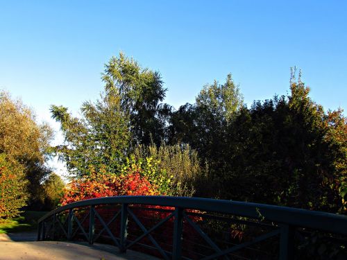 autumn foliage red