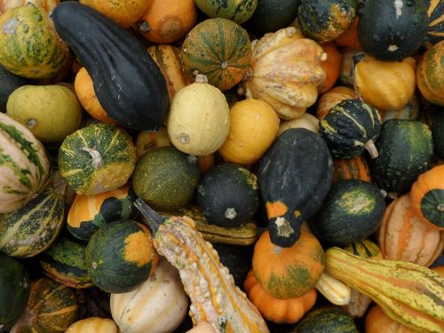 autumn pumpkin ornamental pumpkins