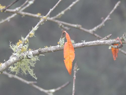 autumn leaf color