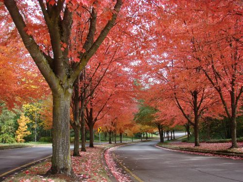 autumn fall trees scenic