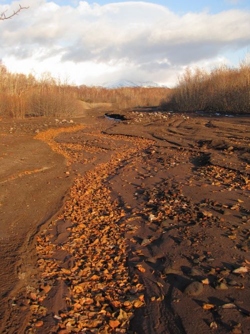 autumn fallen foliage road