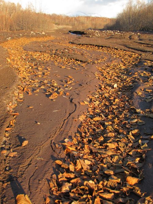 autumn fallen foliage road