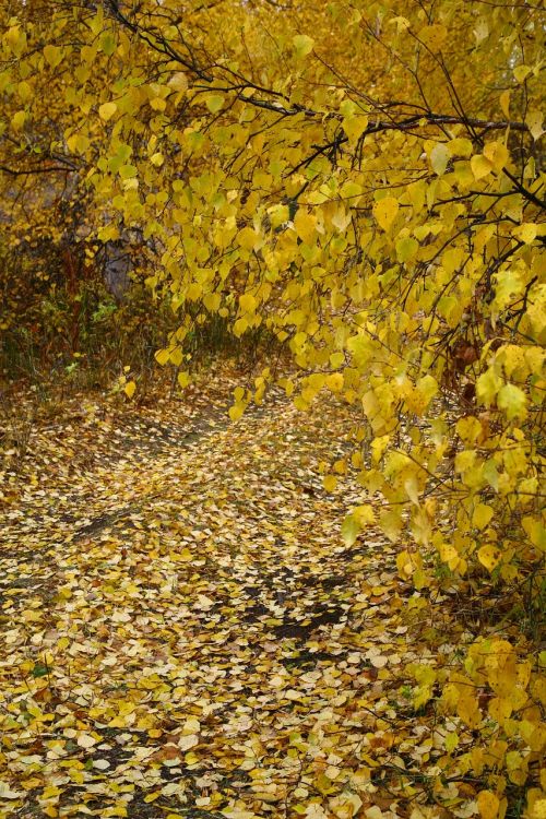 autumn fallen foliage road