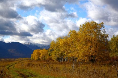 autumn forest trees