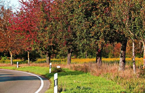 autumn tree foliage