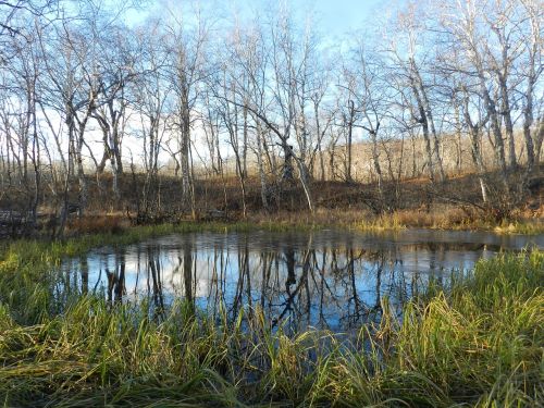 autumn forest lake