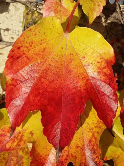 autumn leaf fall foliage