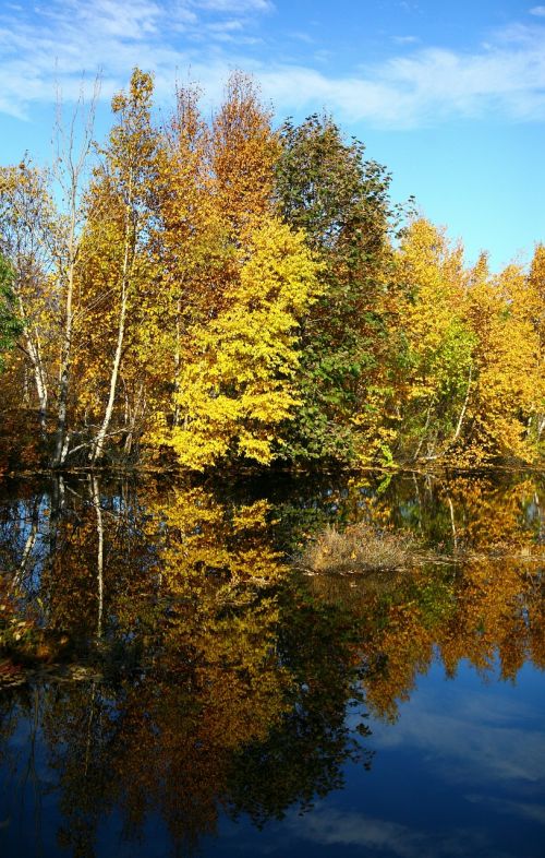 autumn forest lake