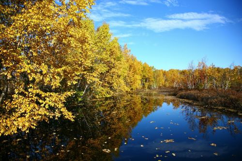 autumn forest lake