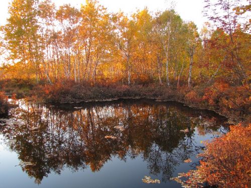 autumn forest lake