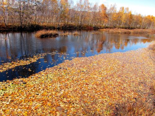 autumn fallen leaves lake
