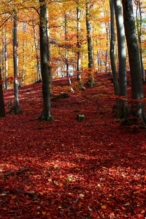 autumn red orange