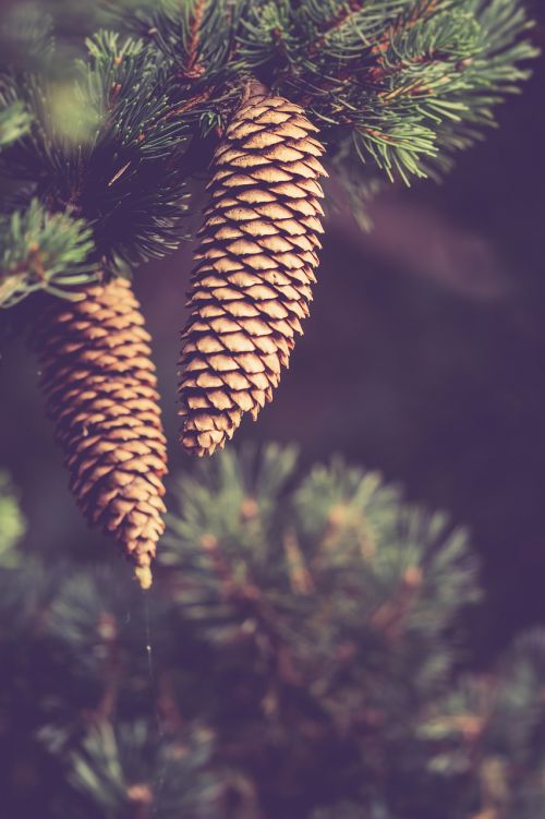 autumn pinecones nature