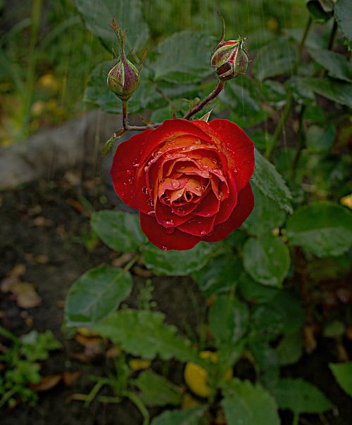 autumn garden rain