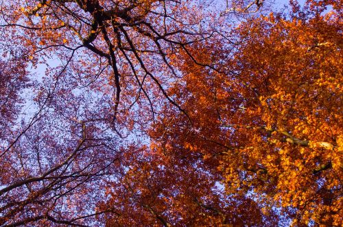 autumn tree leaves