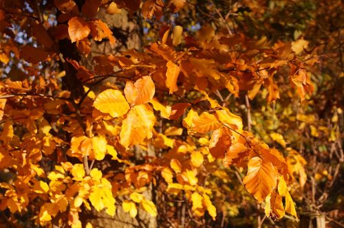 autumn tree bush