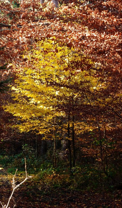 autumn autumn forest autumn walk