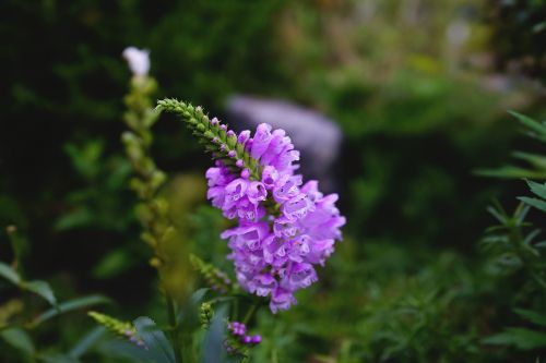 autumn flowers purple