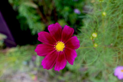 autumn flowers nature