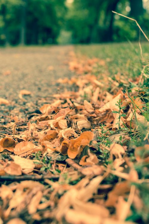 autumn leaves yellow