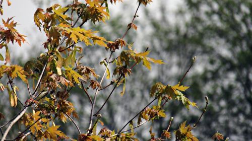 autumn plant nature