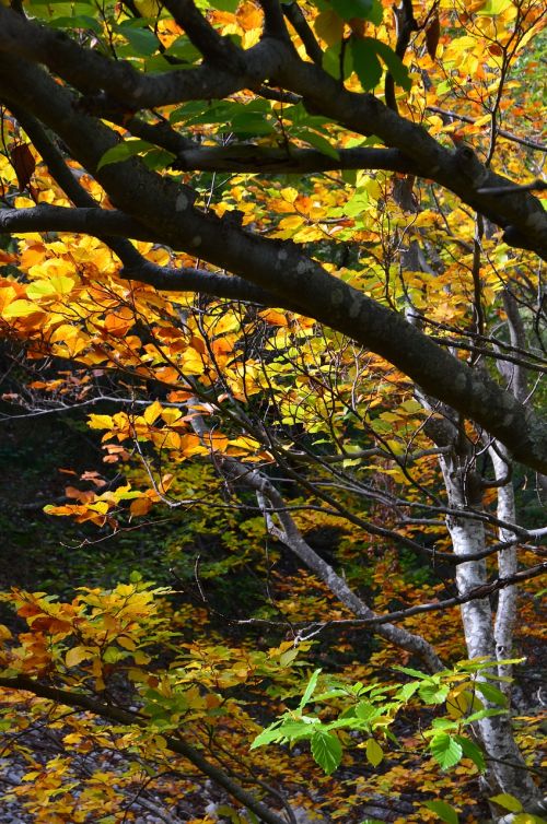 autumn foliage underwood