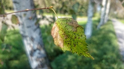 autumn birch leaf