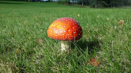 autumn fly agaric red hat