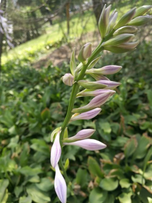 autumn flowers plant