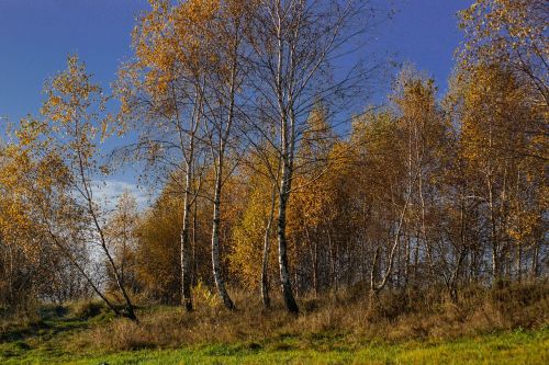 autumn birch tree
