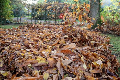 autumn leaves gardening