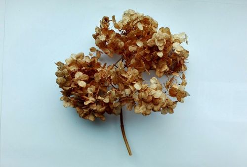 autumn hydrangea flowers