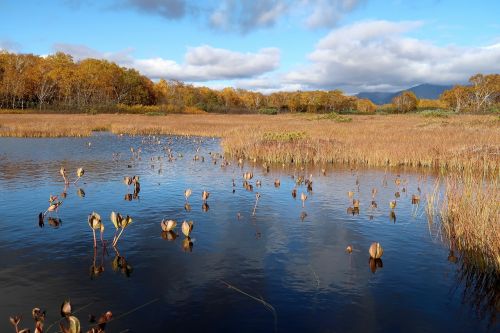 autumn lake forest