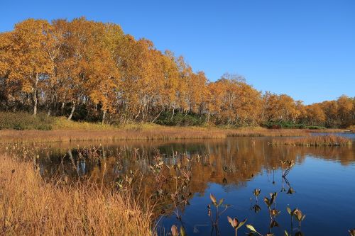 autumn lake forest