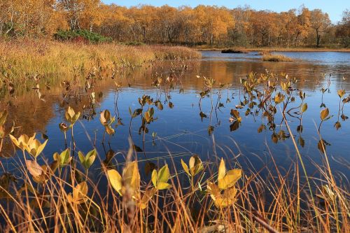 autumn lake forest