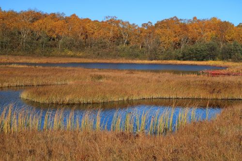 autumn lake forest