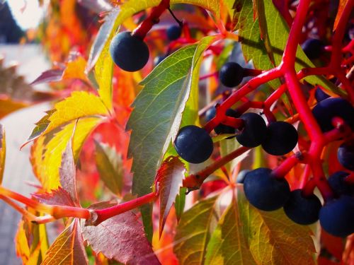 autumn foliage fruit