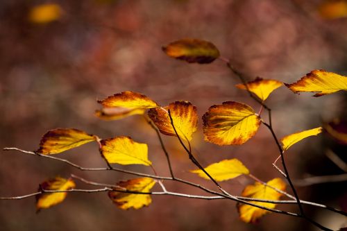 autumn autumn leaves dobong