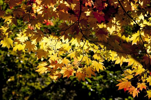autumn autumn leaves dobong